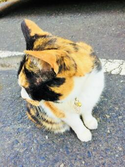 三毛猫 振り向く姿 三毛猫 振り向く姿の写真