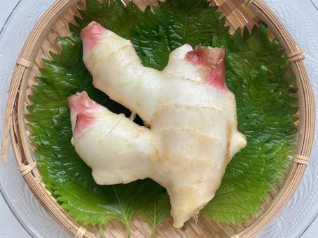 新しょうが 新しょうが 新しょうが,食べ物,食材の写真素材