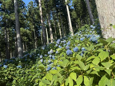 森の中の青い紫陽花(あじさい) 森の中の青い紫陽花(あじさい) 紫陽花,あじさい,夏の写真素材
