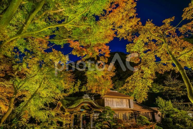 日本庭園の秋の夜 紅葉,日本,庭園の写真素材