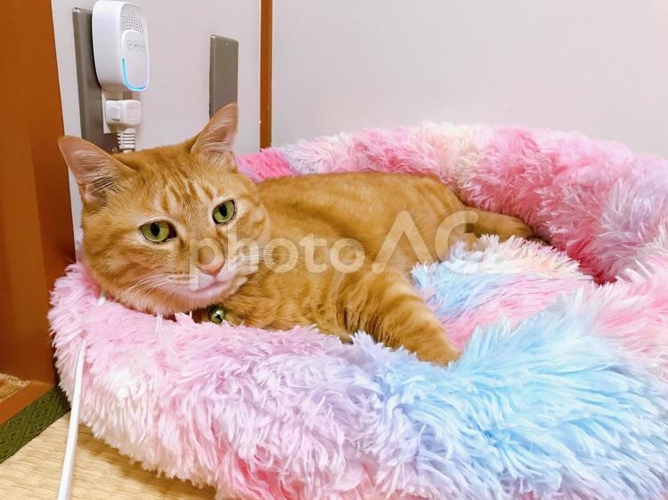 茶トラ猫 ねこ,猫,にゃんこの写真素材