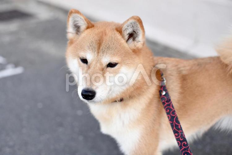 柴犬・散歩中 柴犬,柴,犬の写真素材