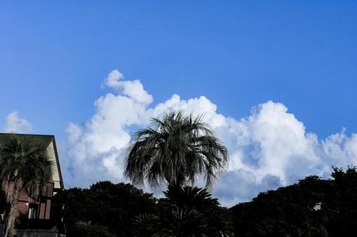 <素材>夏の空の入道雲と椰子の木の風景 <素材>夏の空の入道雲と椰子の木の風景 椰子の木,青空,入道雲の写真素材