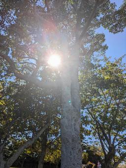 まぶしい太陽と木 まぶしい太陽と木の写真