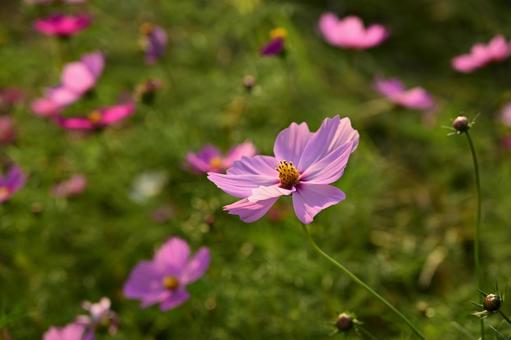 陽にあたるコスモス コスモス,秋桜,秋の風景の写真素材