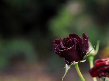 黒い薔薇 黒真珠,黒薔薇,接写の写真素材