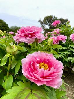 ボタンの花 ピンク ボタンの花 ピンク 牡丹,ボタン,ぼたんの写真素材