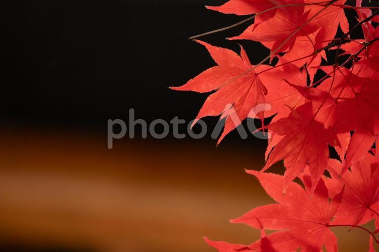 赤く染まった紅葉、黒背景 紅葉,もみじ,カエデの写真素材