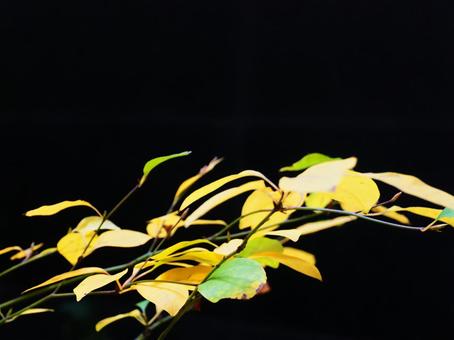 黄色く色づいた木の葉 紅葉,黄色,彩の写真素材