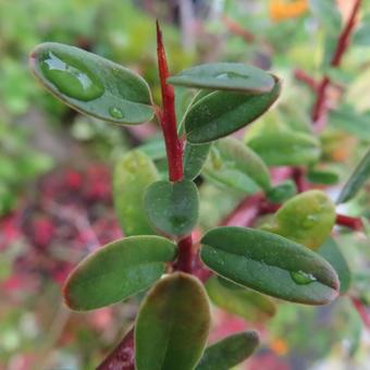 ピラカンサ ピラカンサ,実,植物の写真素材