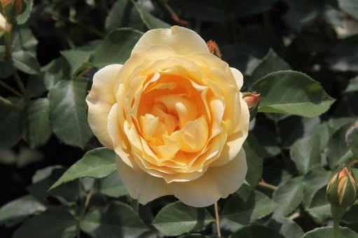 バラ・薔薇 グラハム・トーマス バラ・薔薇 グラハム・トーマスの写真