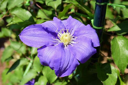 クレマチスの写真