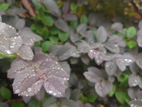 トキワマンサクの葉の雨粒（左手前ピント） 常磐万作,ベニバナトキワマンサク,生垣の写真素材