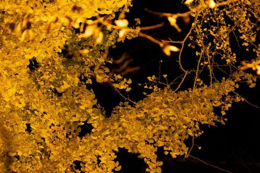 黒背景に映える鮮やかな金色の銀杏 イチョウ,銀杏,いちょうの写真素材