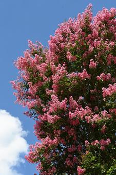 サルスベリ サルスベリ サルスベリ,木,花の写真素材
