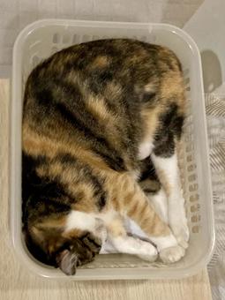 ピッタリカゴ猫! ピッタリカゴ猫!の写真