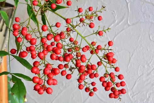 南天の実 南天,実,赤の写真素材