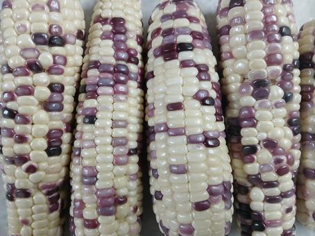 Photo, corn, colorful, charles oxus, 