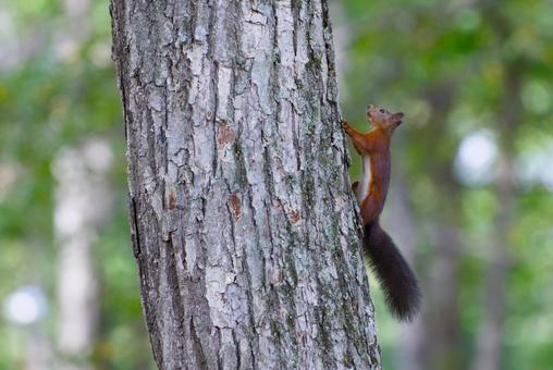 木の上のエゾリス エゾリス,リス,木の上のリスの写真素材