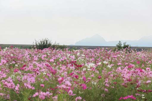 コスモス コスモス,佐賀,秋の写真素材