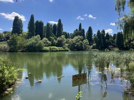 夏の井の頭公園風景 夏の井の頭公園風景 井の頭公園,恩賜公園,公園の写真素材