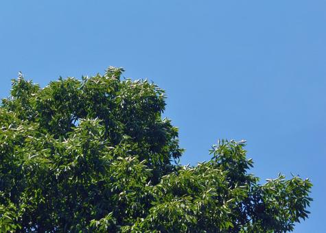 暑さで葉が巻いてきたコナラ 暑さで葉が巻いてきたコナラ 夏,猛暑,木の写真素材