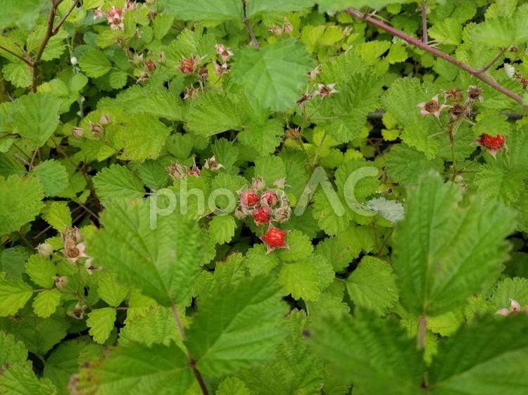 苗代イチゴの赤い実 ナワシロイチゴ,赤い実,植物の写真素材