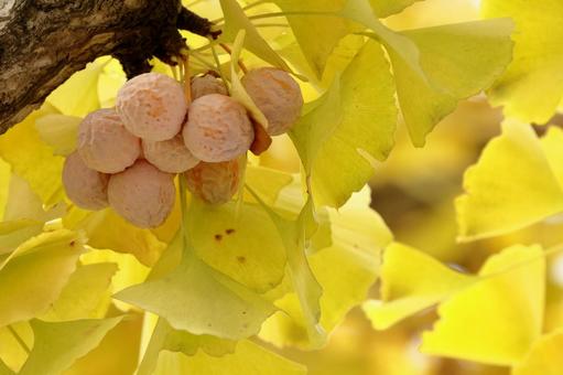 イチョウと銀杏 イチョウ,銀杏,紅葉の写真素材