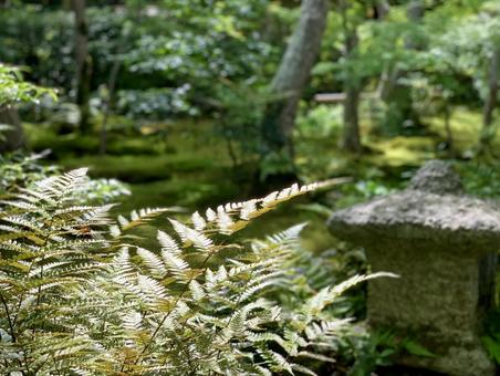 光を受けて輝くシダの葉 光を受けて輝くシダの葉 シダ,苔庭,自然の写真素材