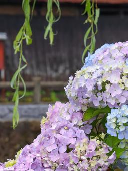 Hydrangea, JPG Hydrangea, JPG