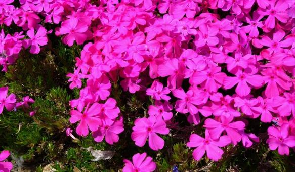 鮮やかな芝桜の写真