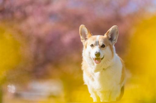 A cute corgi surrounded by rape blossoms and Kawazu cherry blossoms, JPG A cute corgi surrounded by rape blossoms and Kawazu cherry blossoms, JPG