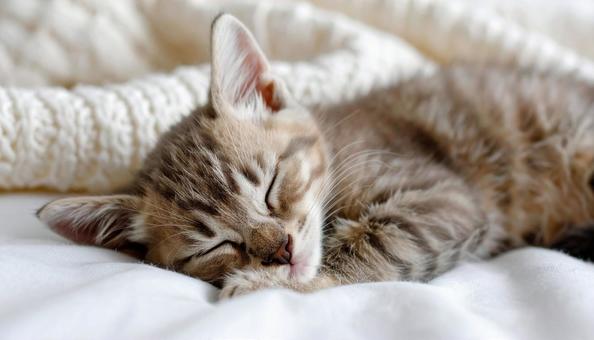リラックスした雰囲気で昼寝する子猫 リラックスした雰囲気で昼寝する子猫の写真