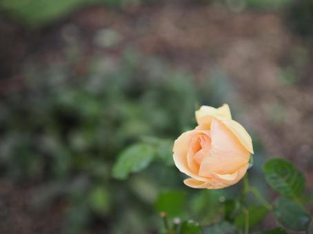 バラ園にて綺麗な薔薇を撮った写真です バラ園にて綺麗な薔薇を撮った写真ですの写真