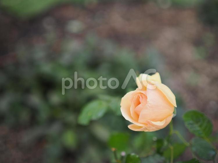 バラ園にて綺麗な薔薇を撮った写真です 花,薔薇,自然の写真素材