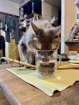 水を飲む猫 猫,ぺろっ,水を飲むの写真素材