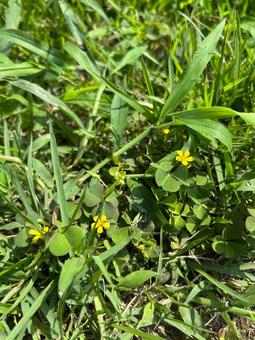 カタバミの小さな黄色い花 カタバミの小さな黄色い花 カタバミ,雑草,野草の写真素材