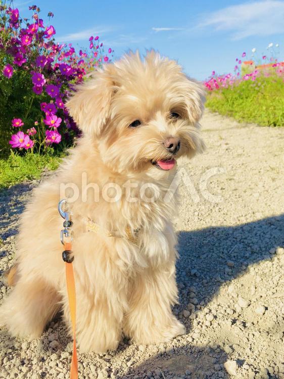犬とコスモス コスモス,犬,秋の写真素材