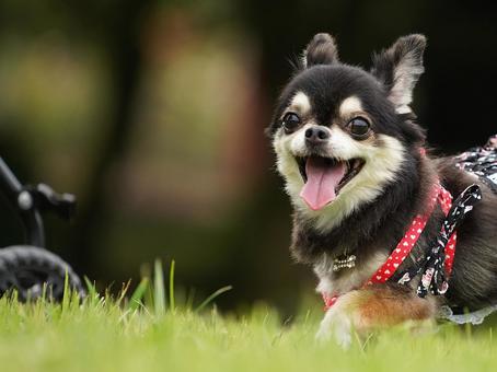 Photo, dog, chihuahuasa, a pet, 