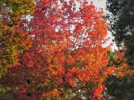 秋色の公園 紅葉樹,秋,オータムの写真素材