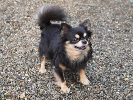 チワワのかまえのポーズ 犬,チワワ,構えるの写真素材