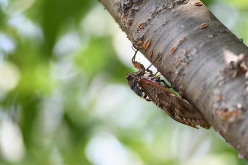 アブラゼミ アブラゼミ アブラゼミ,セミ,蝉の写真素材