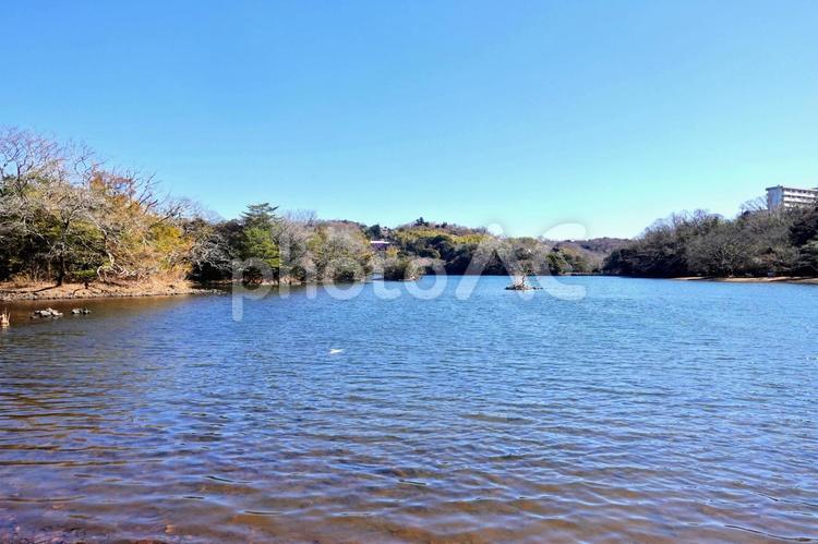 桜の見えない、春めく一碧湖 一碧湖,早春,春先の写真素材