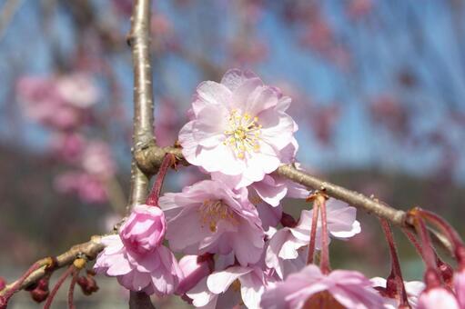 京都の桜の写真