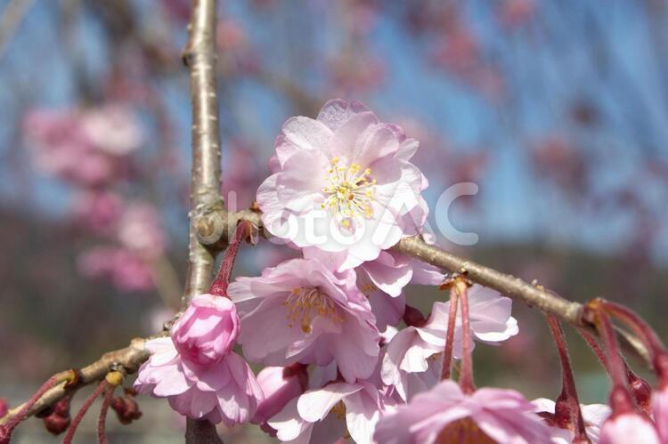 京都の桜 さくら,サクラ,桜の写真素材