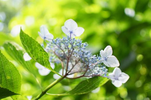 Hydrangea, JPG Hydrangea, JPG
