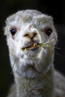 アルパカ アルパカ,咀嚼,ムシャムシャの写真素材