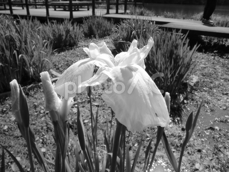 モノクロ写真のハナショウブの花 ハナショウブ,ハナアヤメ,植物の写真素材