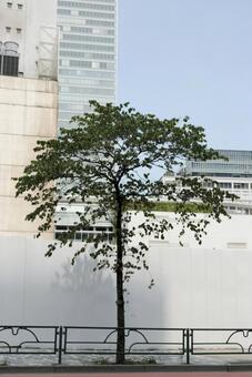 都会の街路樹 二酸化炭素,酸素,気温の写真素材