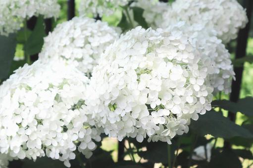 あじさい（アナベル） あじさい,花,植物の写真素材